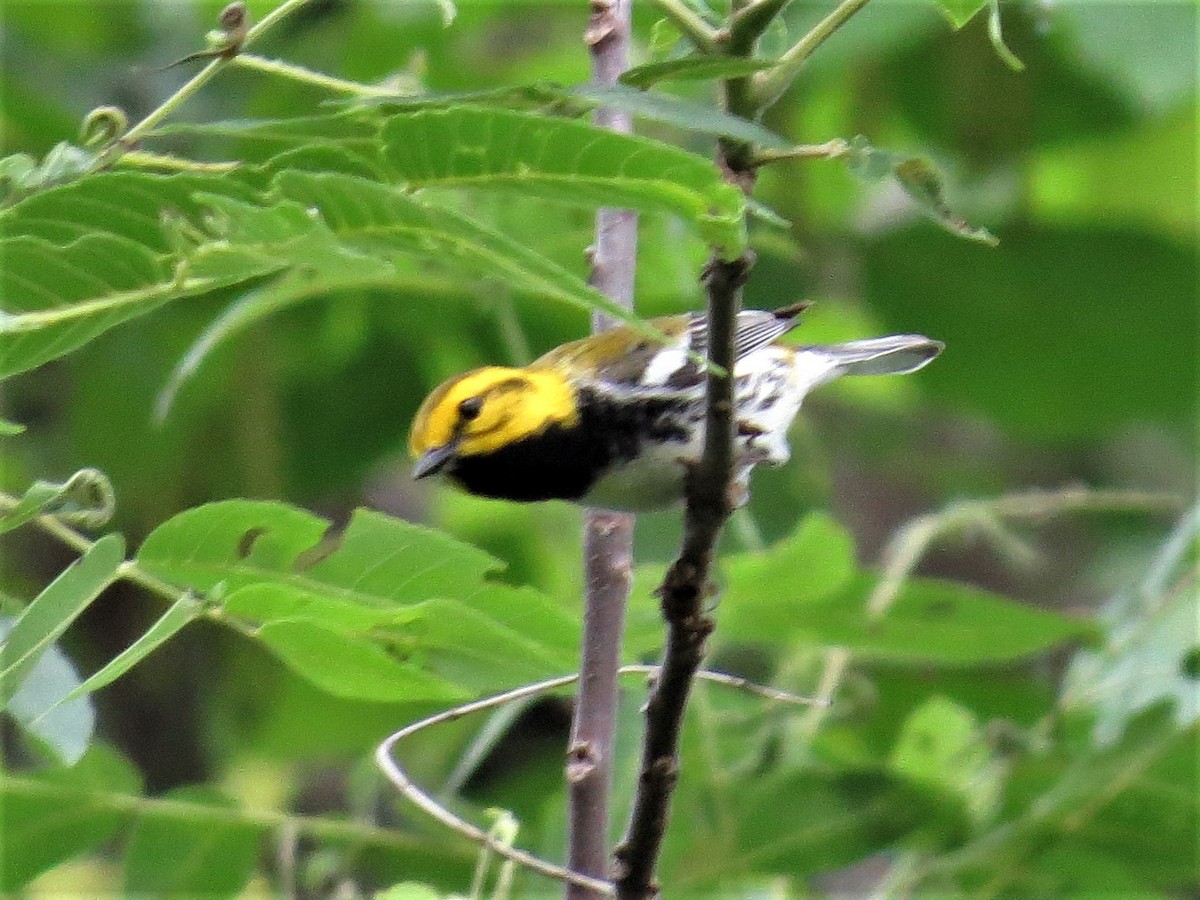 Black-throated Green Warbler - ML55053301