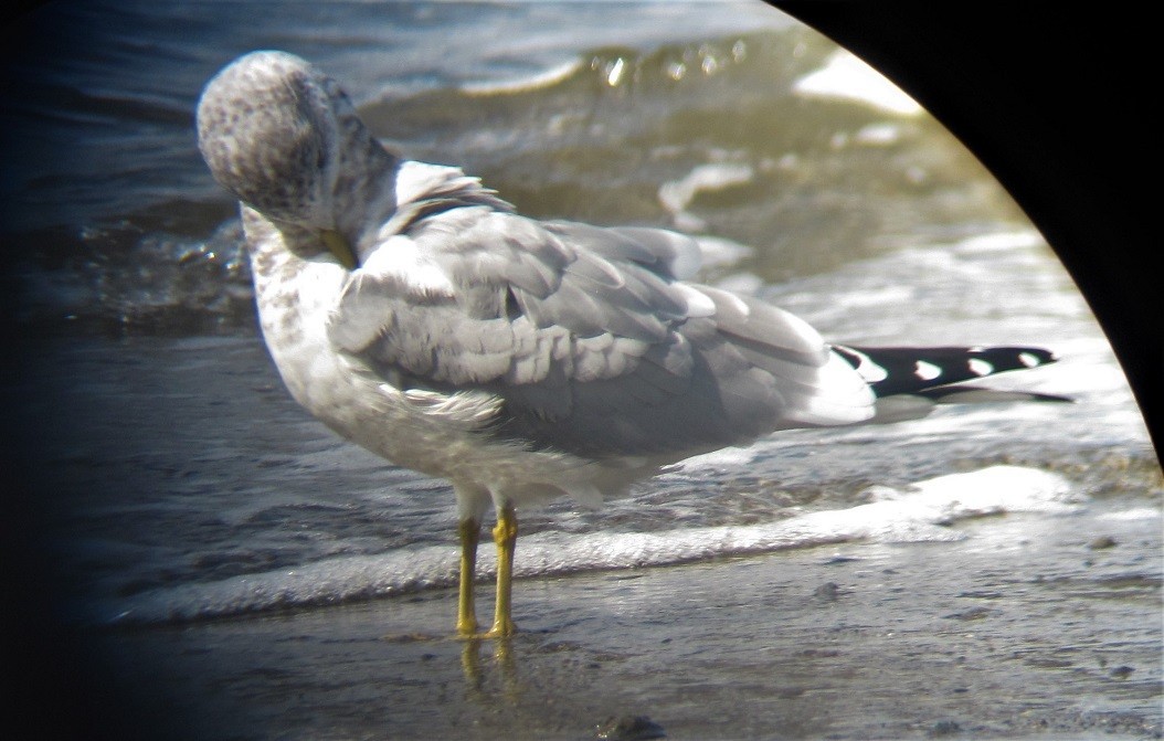 Short-billed Gull - ML550533031