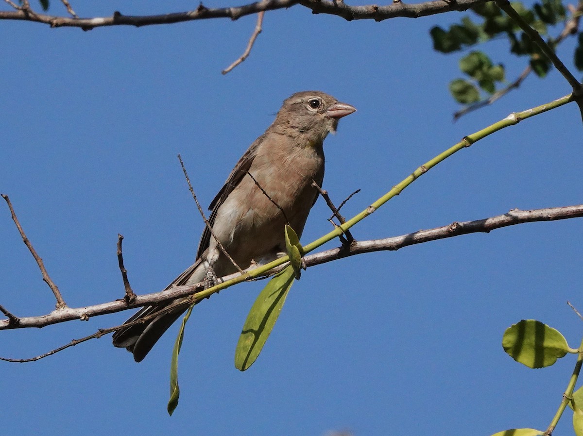 Yellow-spotted Bush Sparrow - John Bargman
