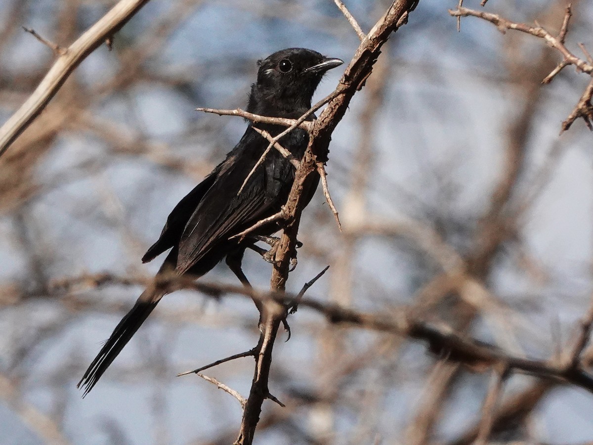 Southern Black-Flycatcher - John Bargman
