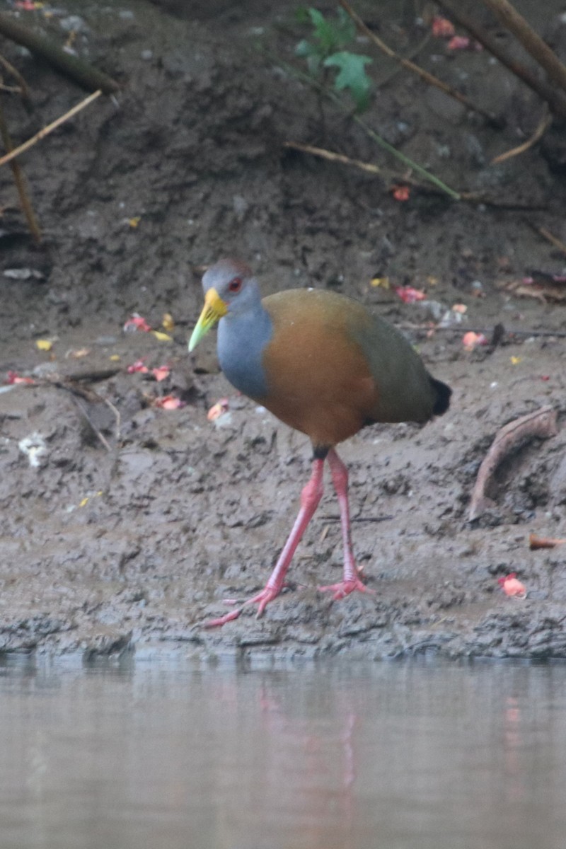 Russet-naped Wood-Rail - ML550533541