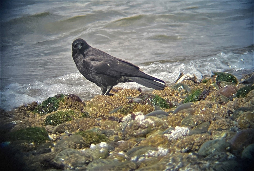 American Crow - ML550534161