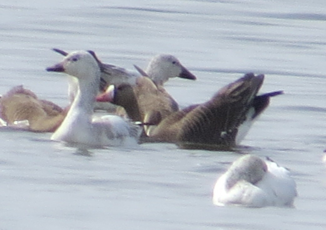 Greater White-fronted Goose - ML550534191