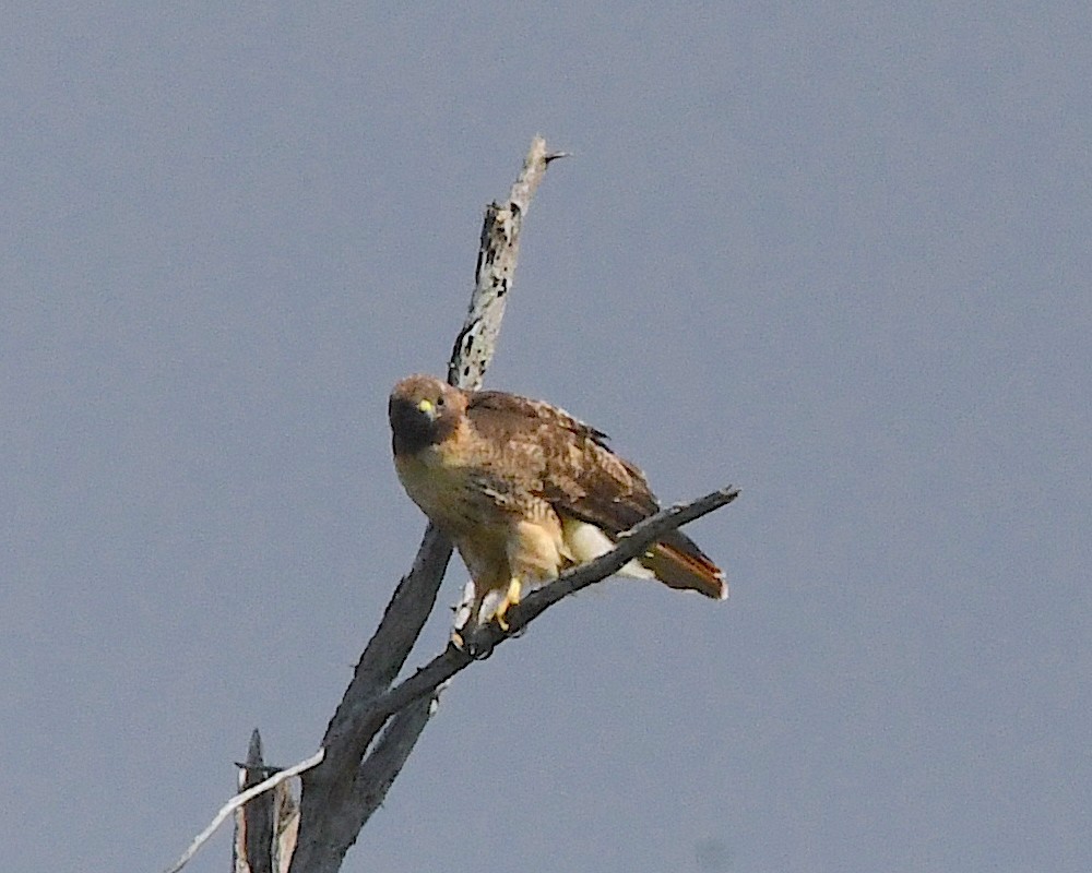 Red-tailed Hawk - ML550535181