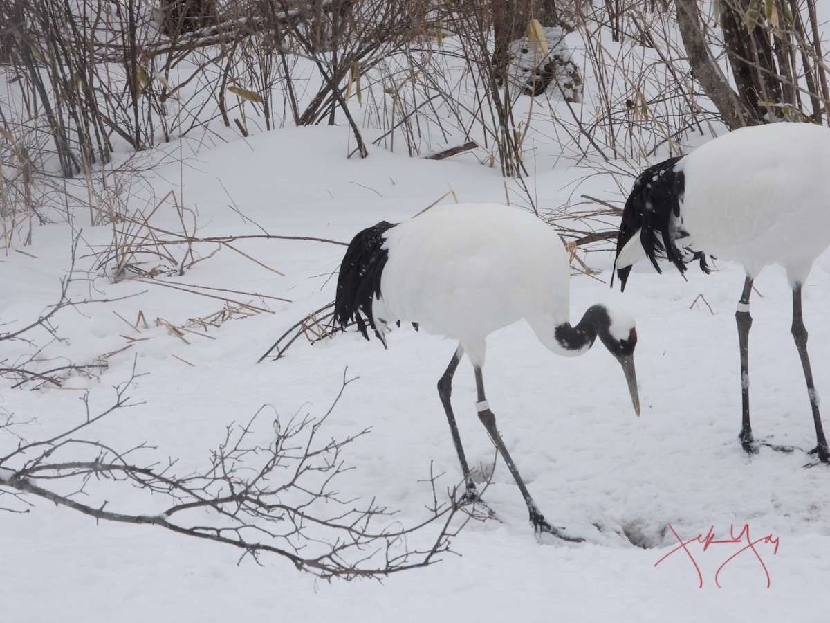 Red-crowned Crane - JEK YAP