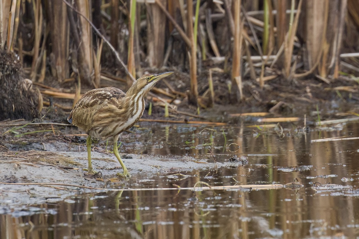 American Bittern - ML550535941