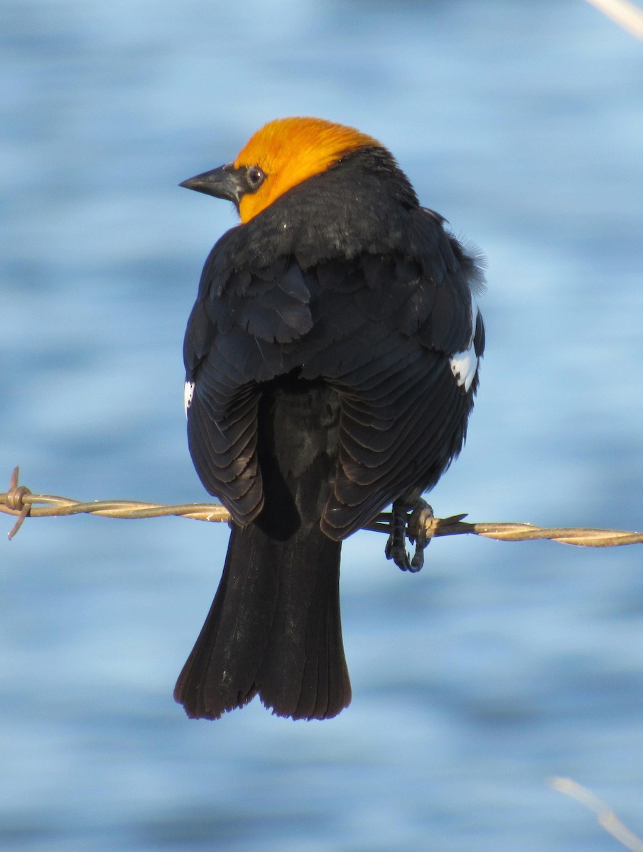 Yellow-headed Blackbird - ML55053891