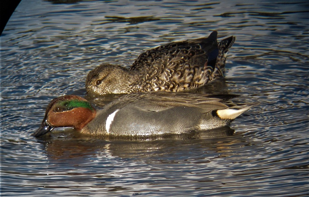 Green-winged Teal - ML550539891