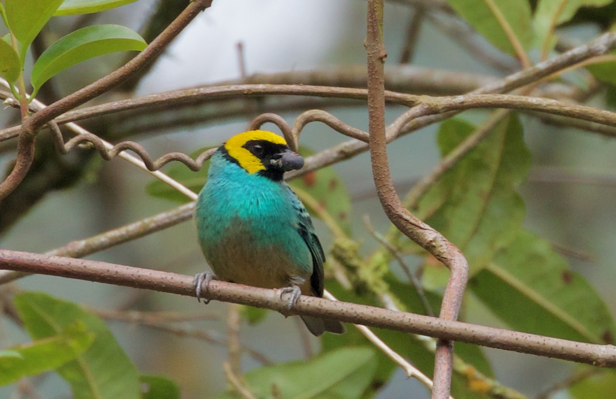 Saffron-crowned Tanager - ML550541391