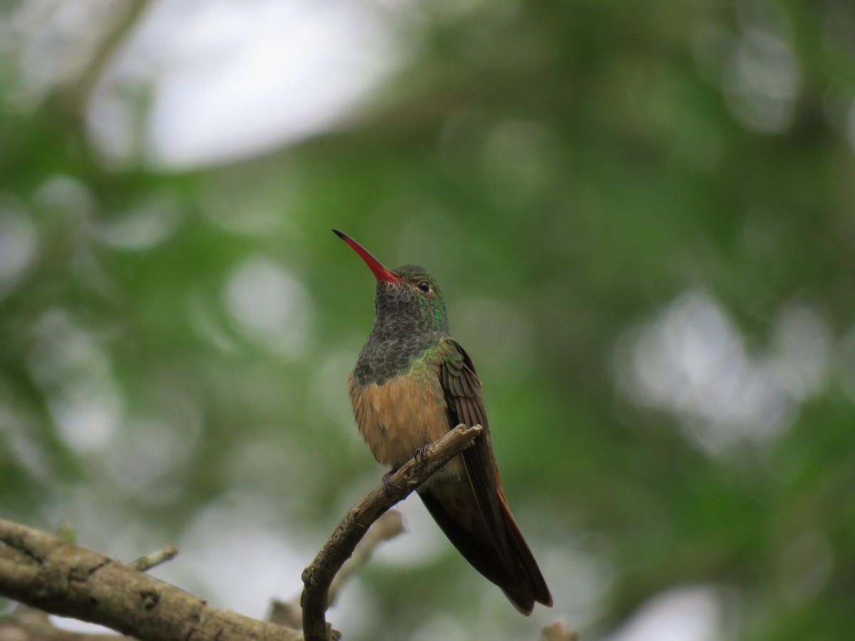 Buff-bellied Hummingbird - Peggy Wyman
