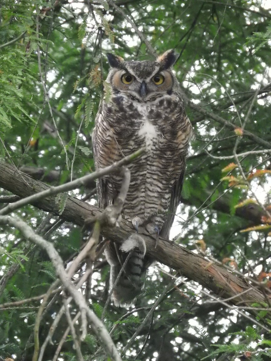 Great Horned Owl - ML550541701