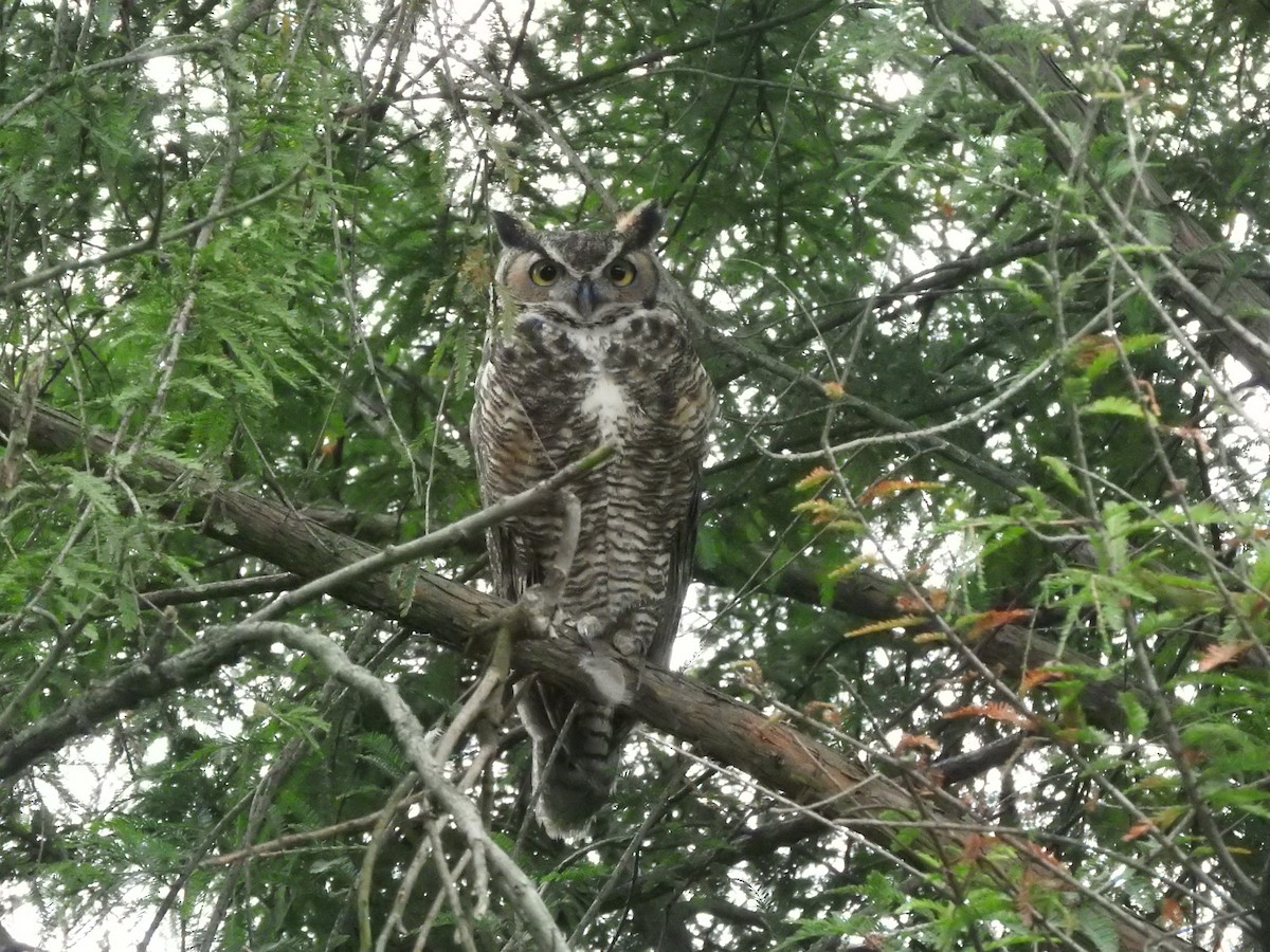 Great Horned Owl - ML550541711