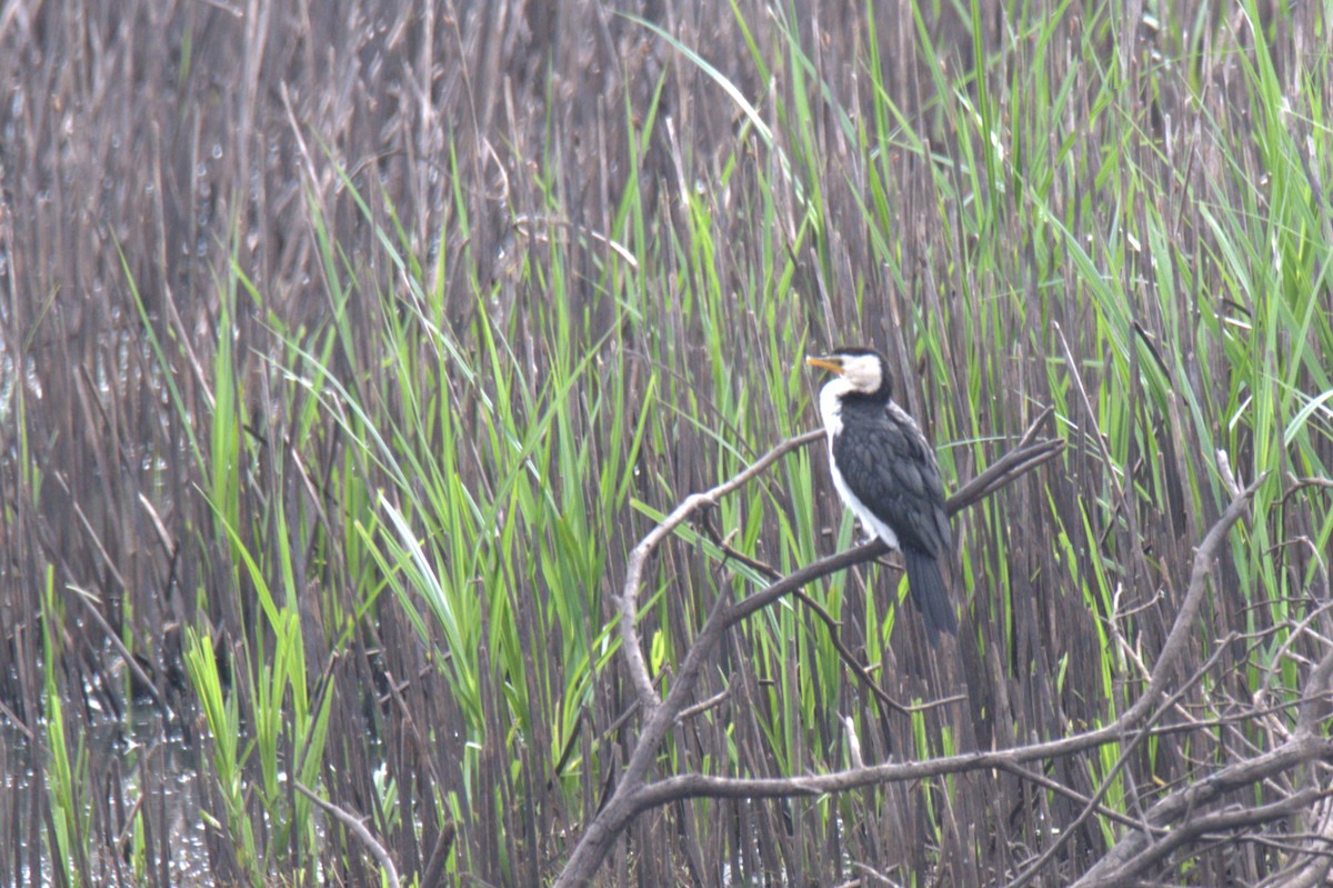 Little Pied Cormorant - ML550541951