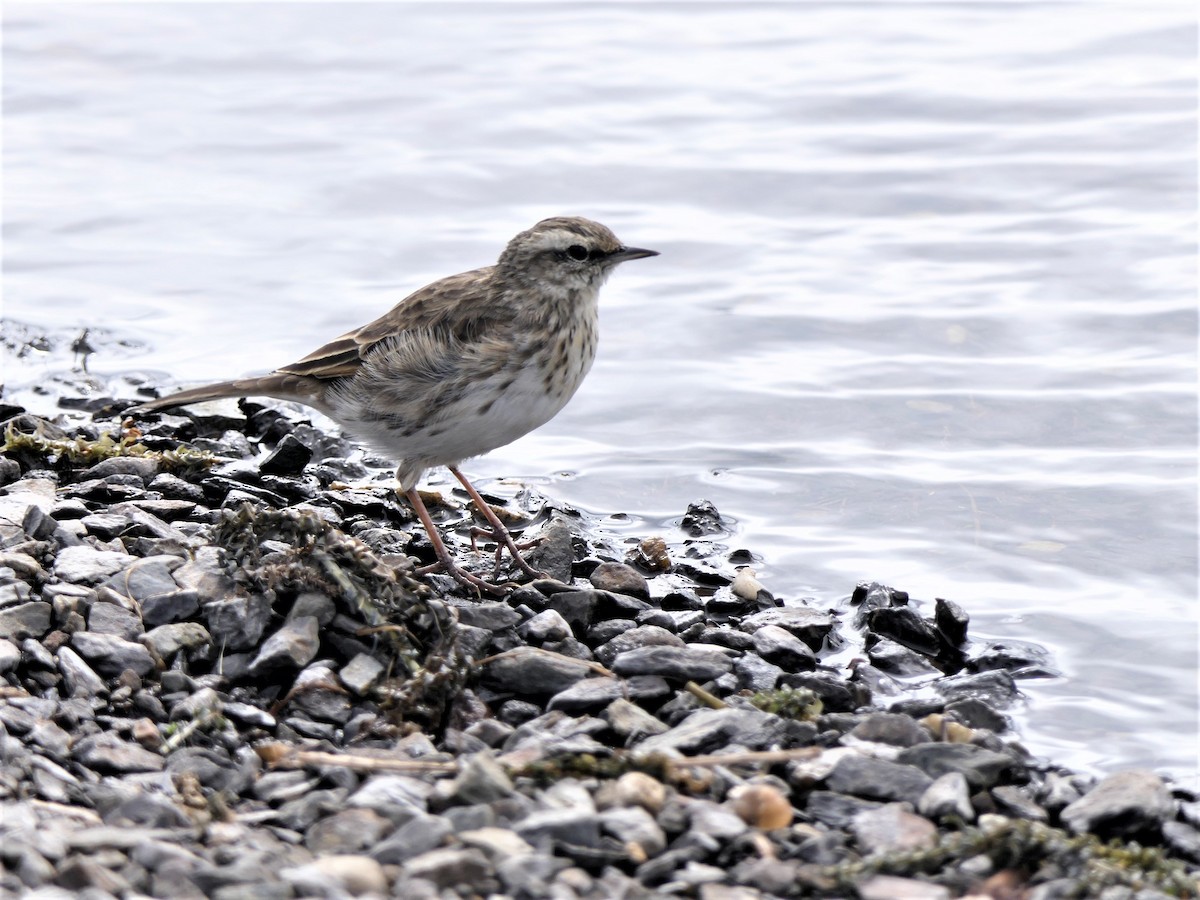 New Zealand Pipit - ML550543171