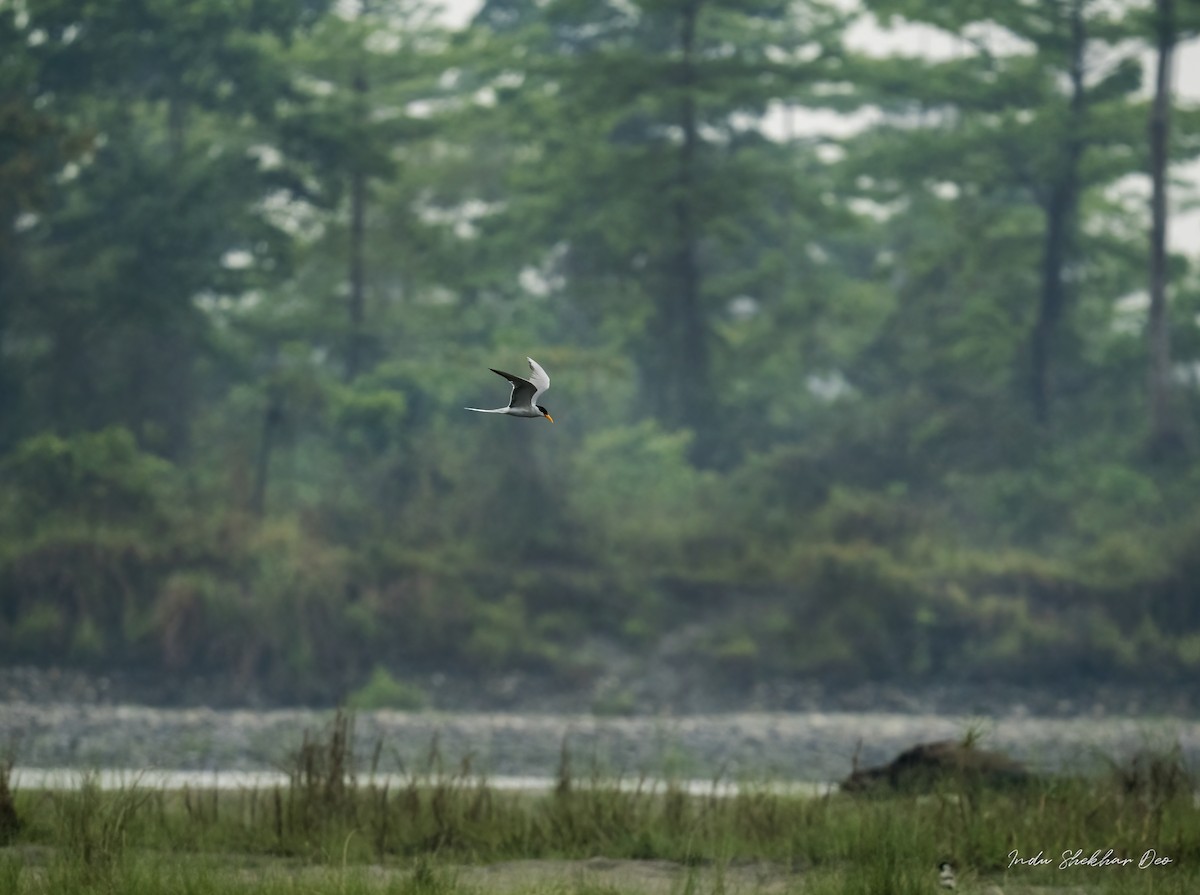 River Tern - Indu Shekhar Deo