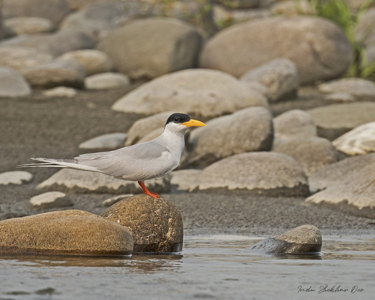 River Tern - Indu Shekhar Deo
