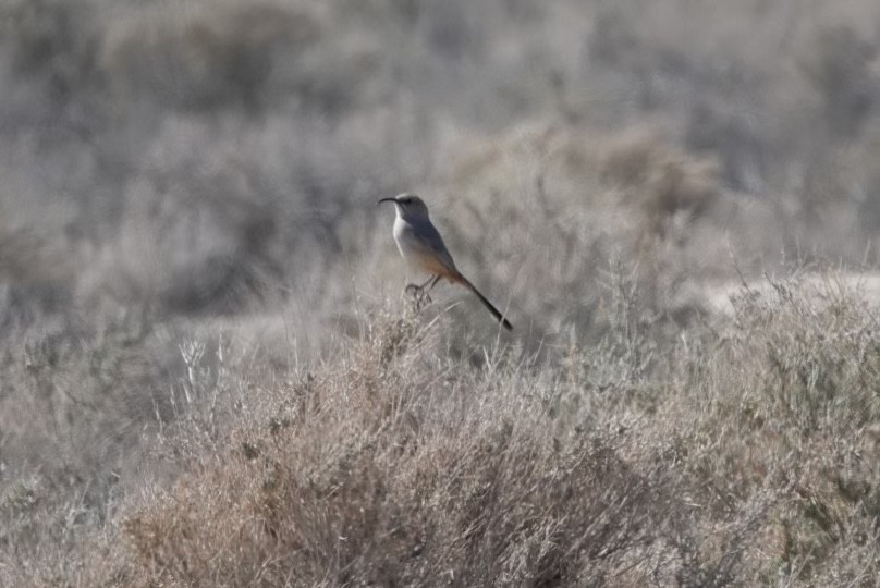 LeConte's Thrasher - ML550545371
