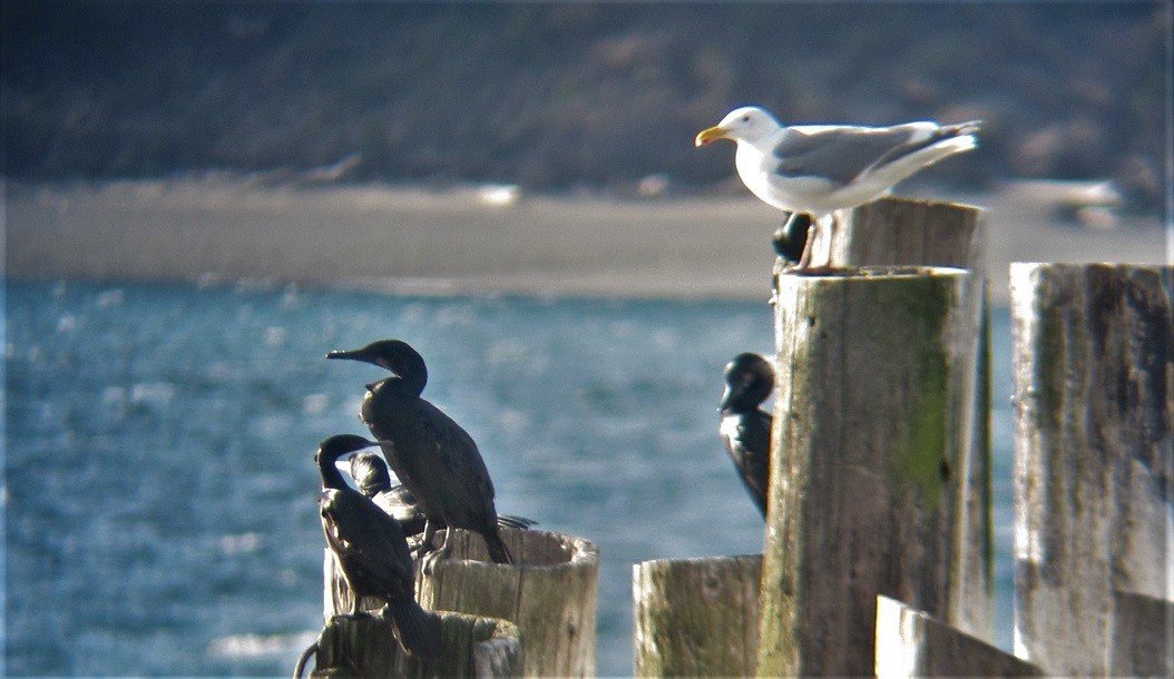 Brandt's Cormorant - ML550545431