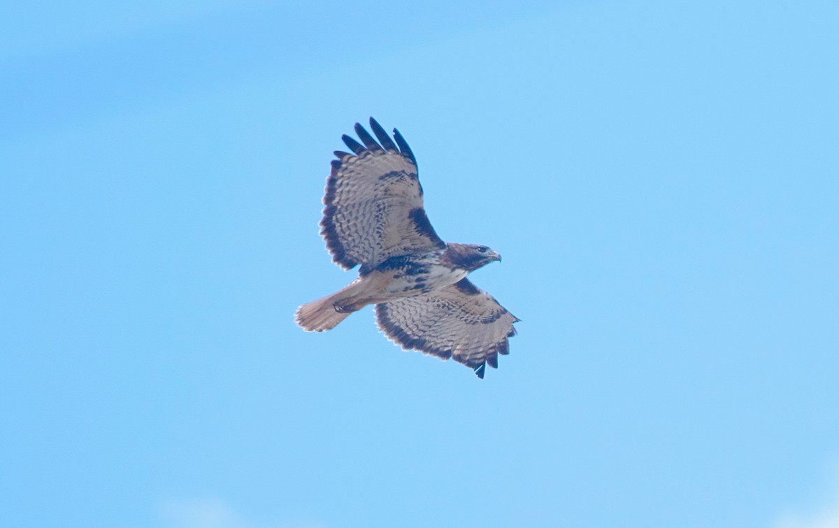 Red-tailed Hawk - Mark  Ludwick