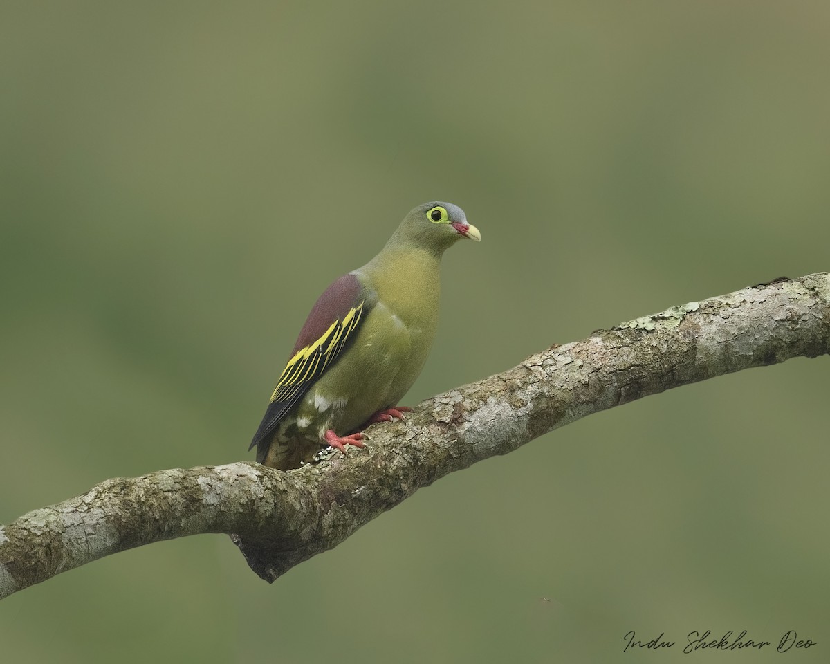 Thick-billed Green-Pigeon - Indu Shekhar Deo