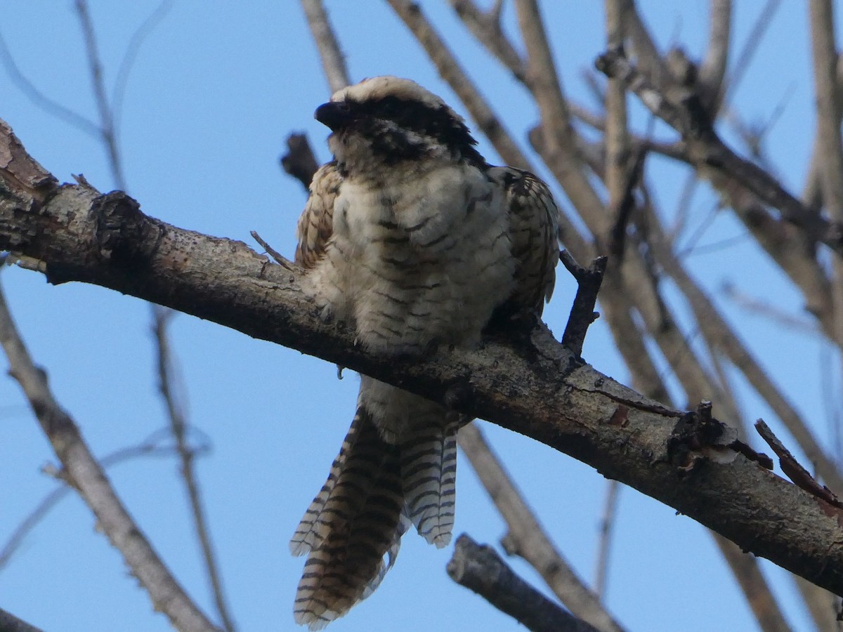 kukačka pacifická - ML550547111