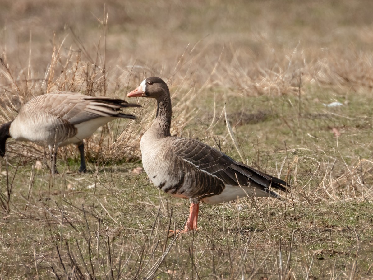 Greater White-fronted Goose - ML550547751
