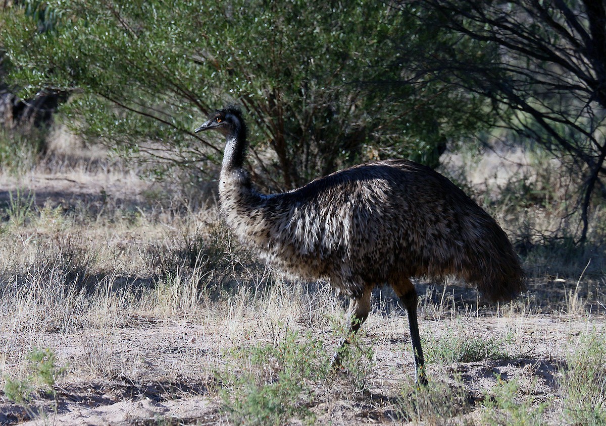 emu hnědý - ML550547911