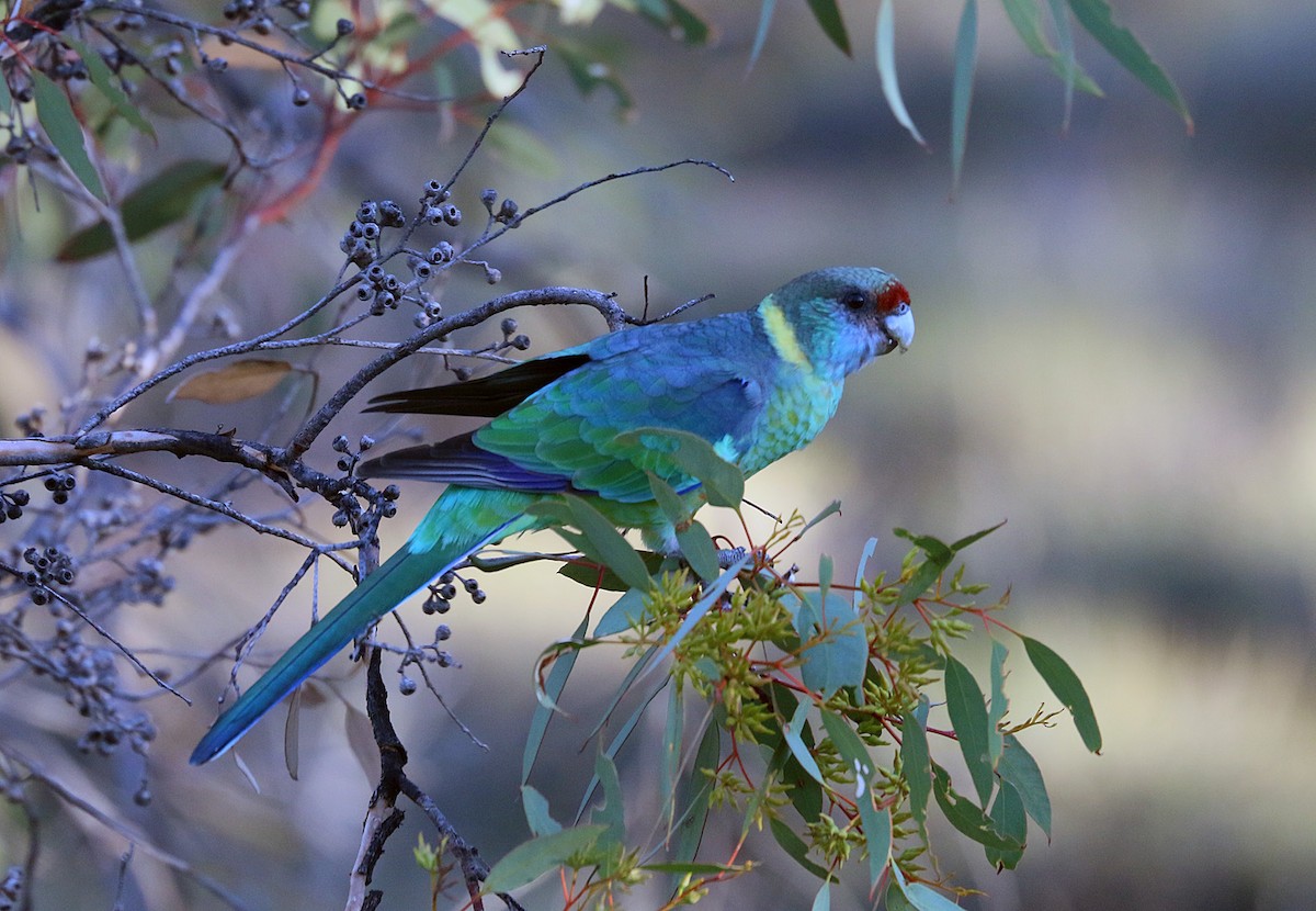 Australian Ringneck - ML550547951