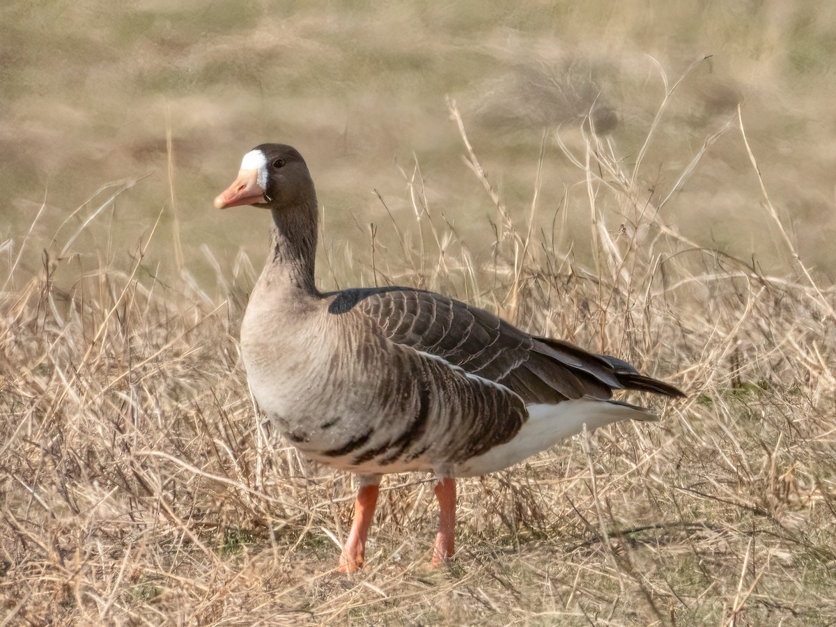 Greater White-fronted Goose - ML550548091