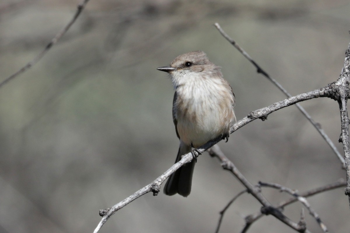 Vermilion Flycatcher - ML550548441