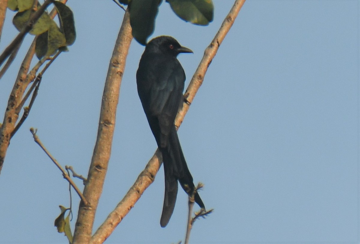 Ashy Drongo - ML550548491