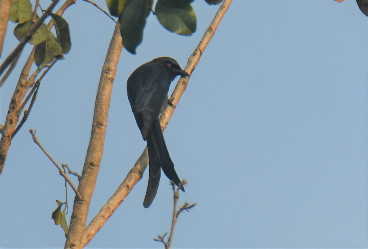 Ashy Drongo - ML550548531