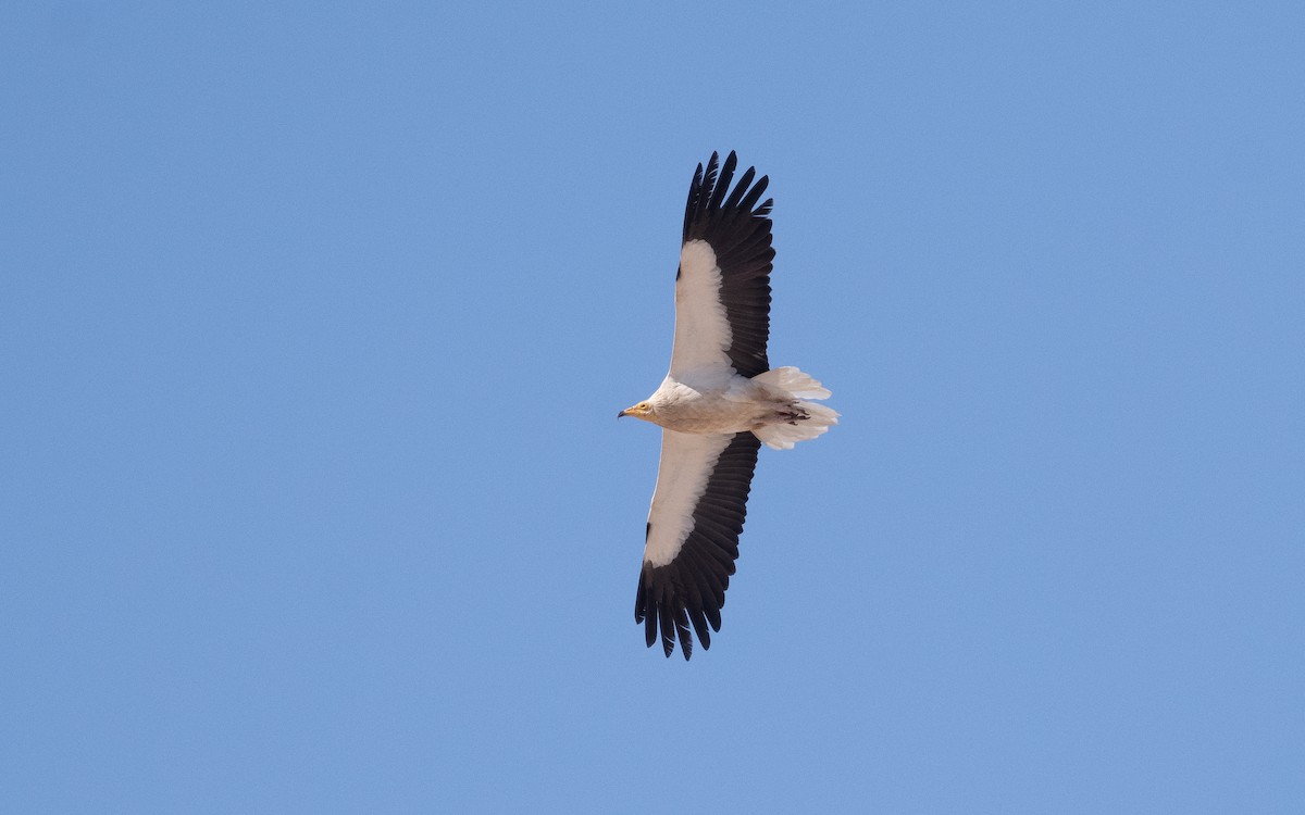 Egyptian Vulture - ML550548541