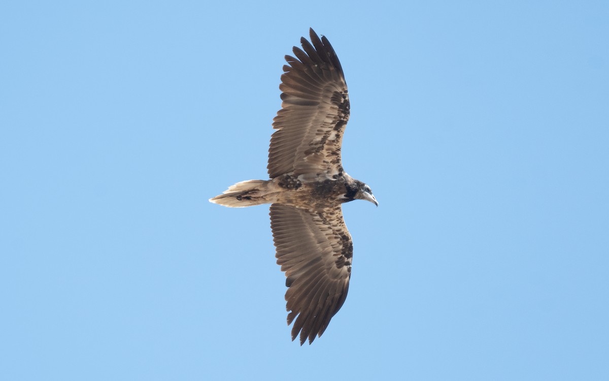 Egyptian Vulture - ML550548551