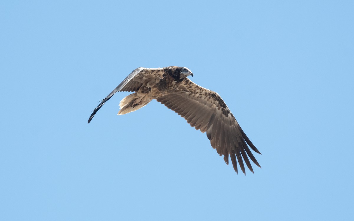 Egyptian Vulture - ML550548561