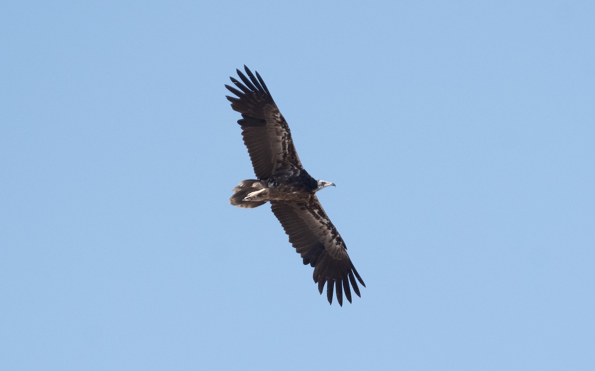 Egyptian Vulture - ML550548571
