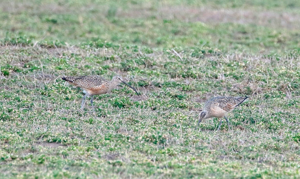 Long-billed Curlew - ML550549691