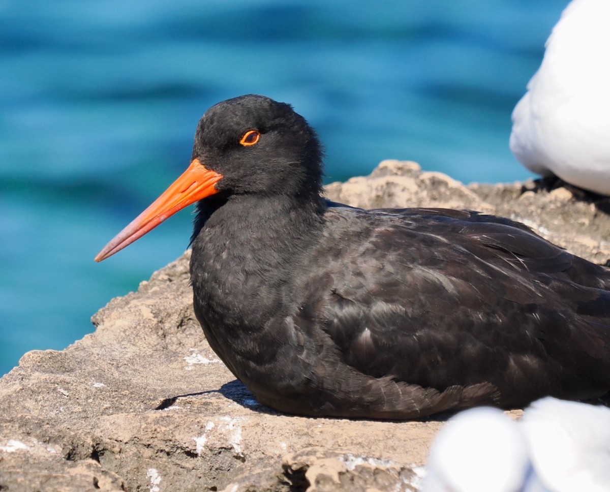 Sooty Oystercatcher - ML550550621