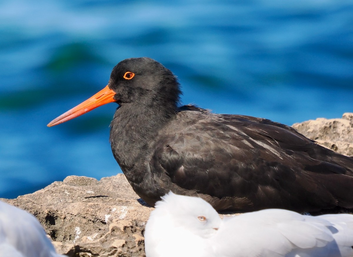 Sooty Oystercatcher - ML550550631