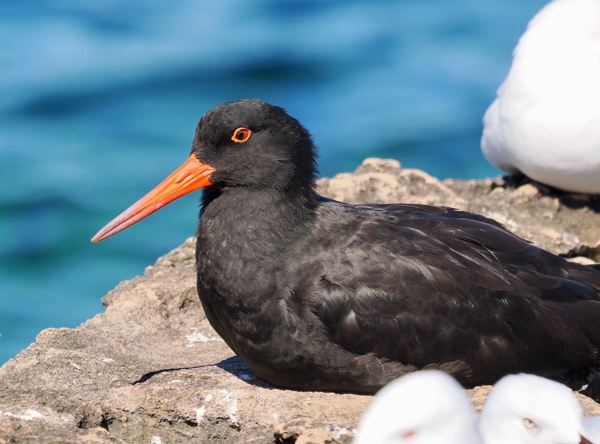 Sooty Oystercatcher - ML550550641