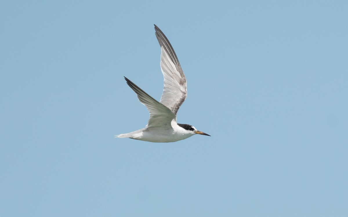 Little Tern - ML550550681