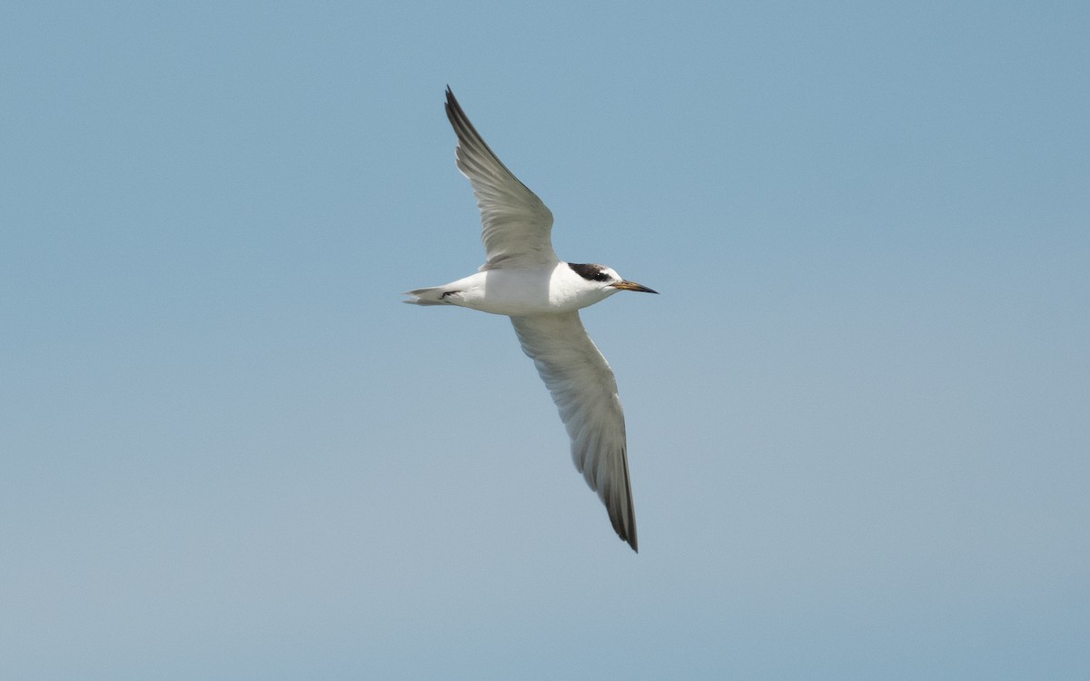 Little Tern - ML550550691