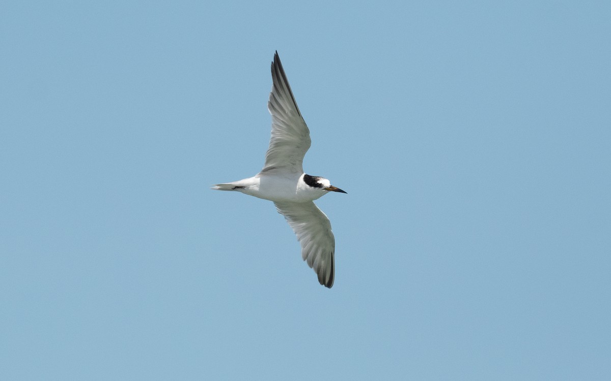 Little Tern - ML550550701