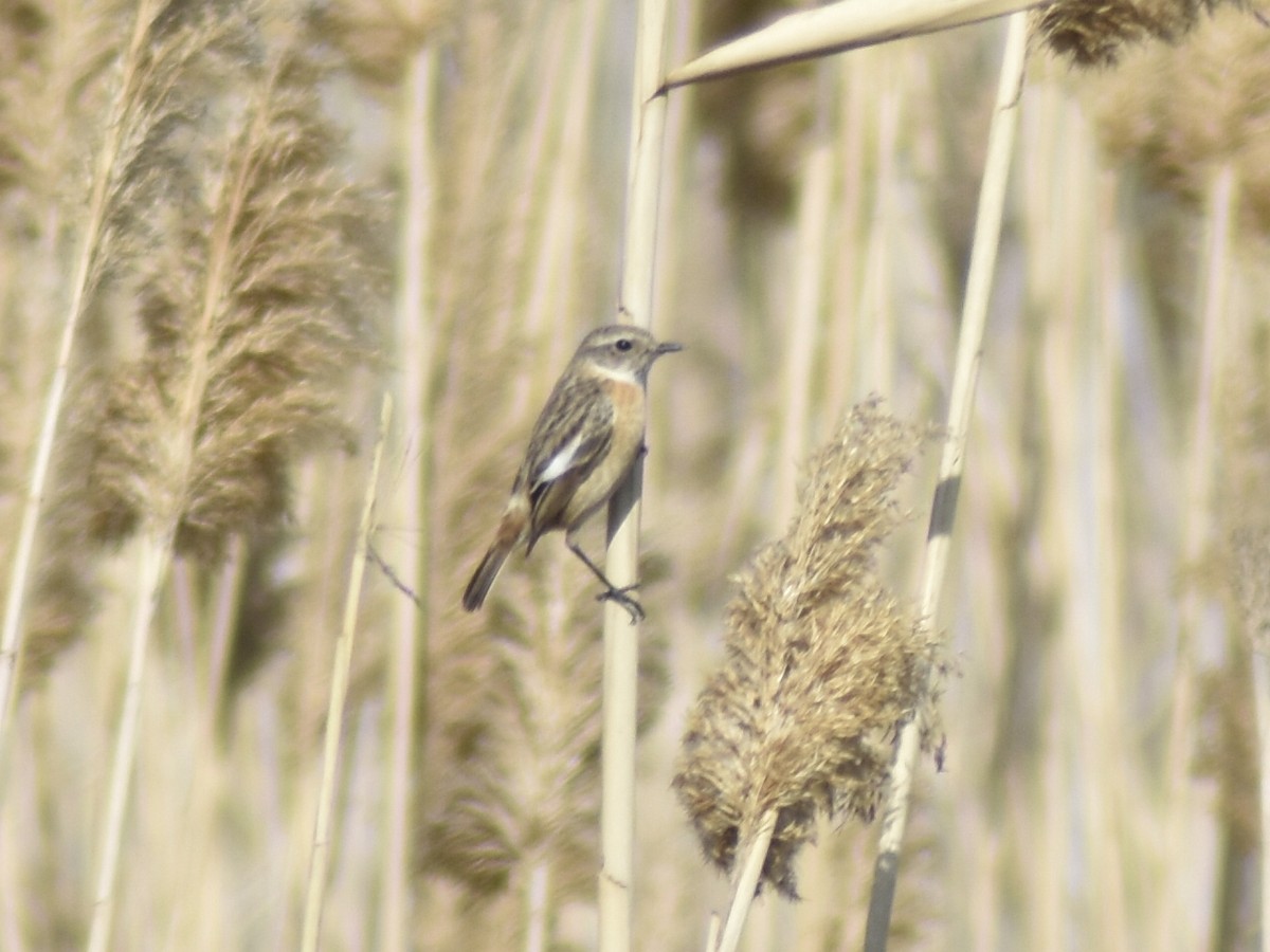 European Stonechat - ML550551751