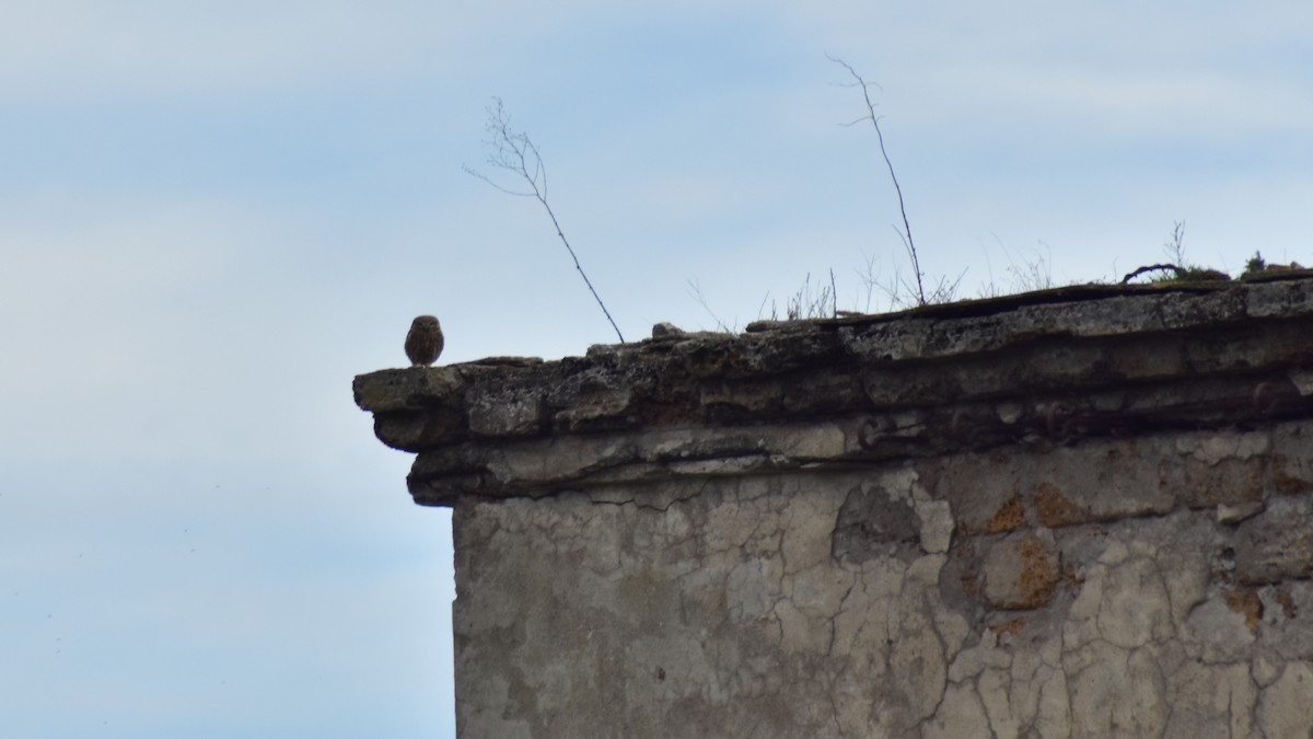 Little Owl - ML550552001