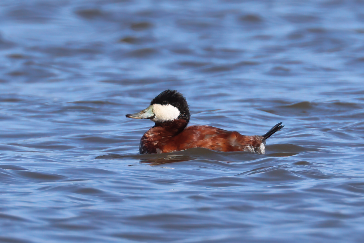 Ruddy Duck - Allison Matlock