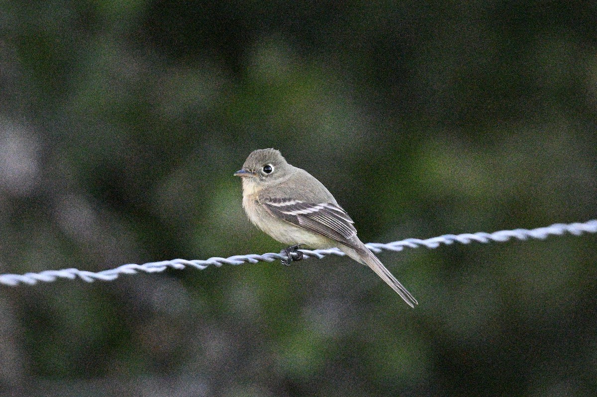 Western Flycatcher (Pacific-slope) - John Dumlao