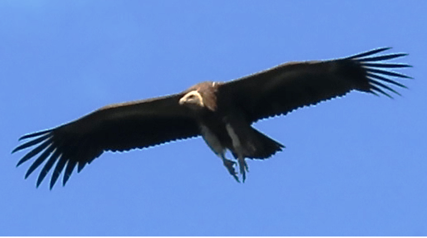 Accipitridae sp. (old world vulture sp.) - ML550554971