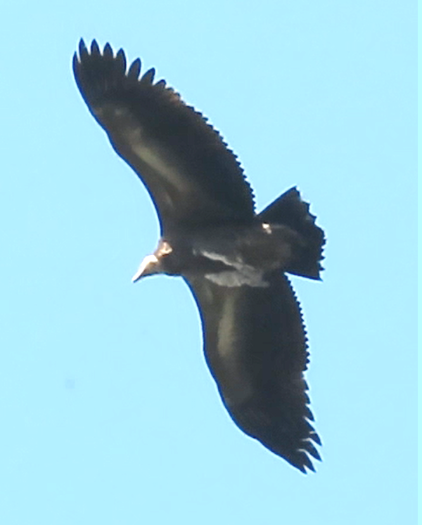 old world vulture sp. - ML550554981