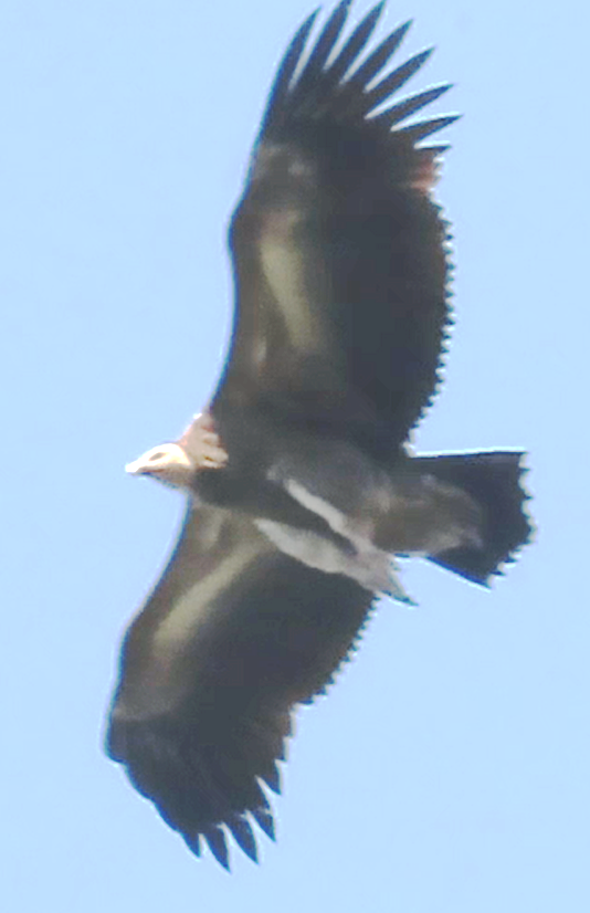 Accipitridae sp. (old world vulture sp.) - ML550554991